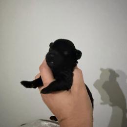 Girl 1 AKC Ebony - Black female Poodle puppy in Lees Summit, Missouri from Divine K9s LLC