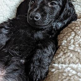 Dachshund Puppies from Valhallah Farms