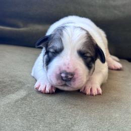 Boy 1 - White and badger male Great Pyrenees puppy in San Diego, California from McCarthy Ranchette LLC