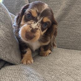 Milo - Dapple male Dachshund puppy in Hulbert, Oklahoma from Carter’s Dachshunds