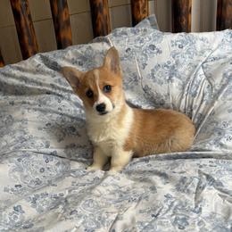 Penne - Sable female Pembroke Welsh Corgi puppy in Sherwood, Michigan from Patrick's Puppies