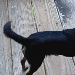 Chihuahuas from Anita's Chihuahuas