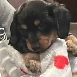 Dachshund Puppies from Jeffrey Johnson