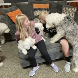 Old English Sheepdog Puppies from Heavinly Blessings Farm Pups - Old English Sheepdog Puppies
