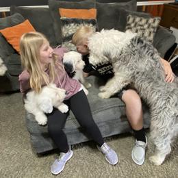 Old English Sheepdog Puppies from Heavinly Blessings Farm Pups - Old English Sheepdog Puppies
