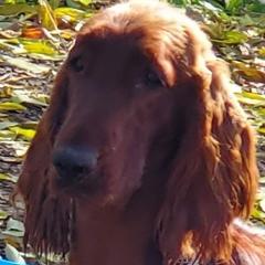 Tox - Irish Setter