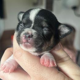 Echo - Black female Chihuahua puppy in New Castle, Delaware from Sasha’s Elite Kennel LLC