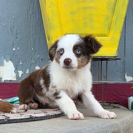 Aries - Red merle male Miniature Australian Shepherd puppy in Dalhart, Texas from RNL Family Raised Pups