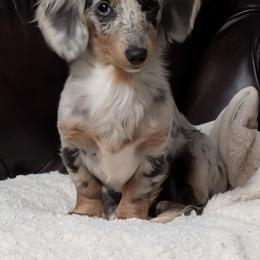 Neeka - Dachshund