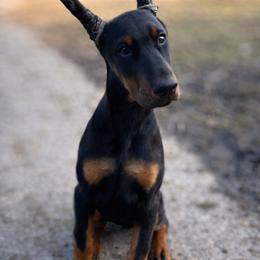 Hazen - Black and rust female Doberman Pinscher puppy in Van Buren, Indiana from Black Creek Dobermans