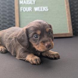 Fern - Chocolate and tan female Dachshund puppy in Indianapolis, Indiana from Englehaus Dachshunds