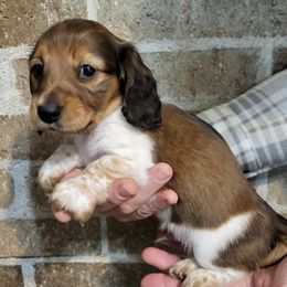 Cody - Piebald male Dachshund puppy in Goshen, Indiana from Knollbrook Farm