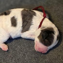 Autumn - Blue merle female Bernedoodle puppy in Malden, Illinois from Doting Doodles