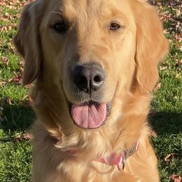 Cutie - Golden Retriever