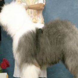 Old English Sheepdogs from Shaggey Paws