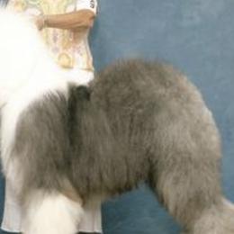 Old English Sheepdogs from Shaggey Paws