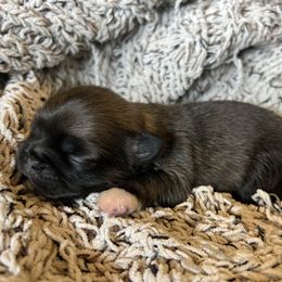 Nym - Fawn sable female Pekingese puppy in Marshall, North Carolina from Wild Flower Pekingese