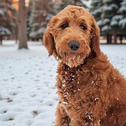 Ruby - Goldendoodle