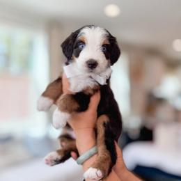 Cody-White Collar - Tri-color male Bernedoodle puppy in Ontario, California from Teddy Doodles & Standard Poodles