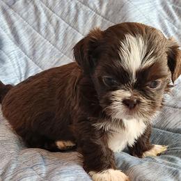 Lilly - Liver and white female Shih Tzu puppy in Tampa, Florida from Fancy Shih Tzus Florida