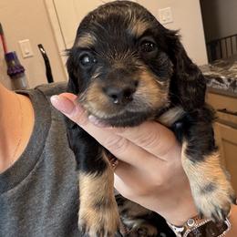 Zoey - Black and cream female Dachshund puppy in Paradise, California from Lexi Barnes