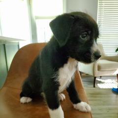 Xoloitzcuintli Puppies from Xoloitzcuintli Companions