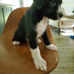 Xoloitzcuintli Puppies from Xoloitzcuintli Companions