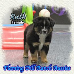 Ruth - Black tri female Miniature Australian Shepherd puppy in Forestburg, Texas from Flaming Dill Ranch Aussies