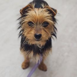 Yorkshire Terrier puppies from Mischief Managed Farm