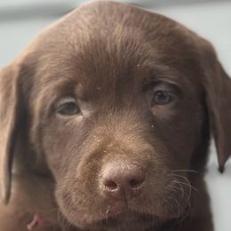 Labrador Retrievers from Jamies Labradors