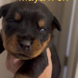 Yellow collar - Black and mahogany female Rottweiler puppy in Birmingham, Alabama from K&B Rotts