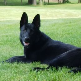 Asher - German Shepherd