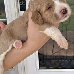 Maple - Red  female Goldendoodle puppy in Palestine, Texas from KK's Doodle Bunch