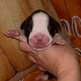 Boy 5 - Brindle male Boxer puppy in Saugerties, New York from Nala’s Pride