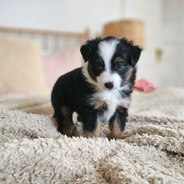 Onyx - Black Toy Australian Shepherd puppy in Boise, Idaho from Loving Little Aussies