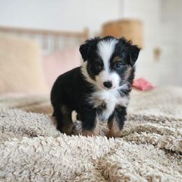 Onyx - Black Toy Australian Shepherd puppy in Boise, Idaho from Loving Little Aussies