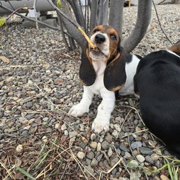 Basset Hound Puppies from Montana Bassets