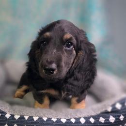 Buzz Lightyear Baby Boy is Ready to Go - Black and cream male Dachshund puppy in Tucson, Arizona from Crowned Doxies
