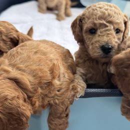 Poodles from Lulu’s Lovely Toy Poodles