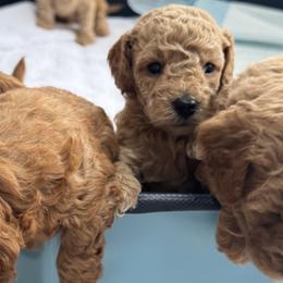 Poodles from Lulu’s Lovely Toy Poodles