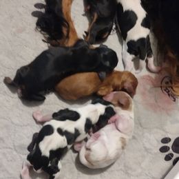 Cavalier King Charles Spaniel puppies from Marta's Cavaliers