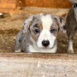 Betsy - Blue merle and white female American Corgi puppy in Preston, Idaho from KC Bar