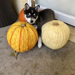 Alaskan Klee Kai Puppies from Lucky Charm Farms