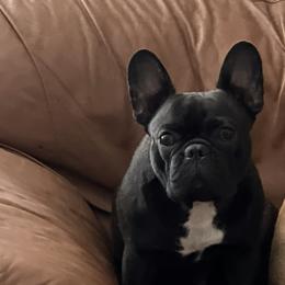 Chikis - French Bulldog
