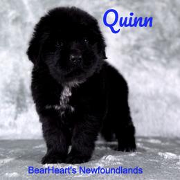 Quinn - Black male Newfoundland puppy in Cortez, Colorado from Bear Heart Newfoundlands, LLC