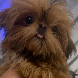 Lacey - Red female Shih Tzu puppy in Galveston, Texas from 🌗 New Moon Shih Tzu 🌗