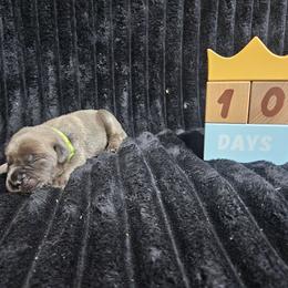 Lime green - Gray brindle male Cane Corso puppy in Fritch, Texas from Carrie Brown's Cane Corsos