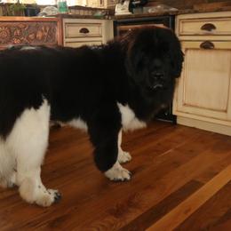 Daisy may - Newfoundland