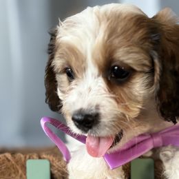 Cavapoos, Cockapoos, and Goldendoodles from That’s My Puppy
