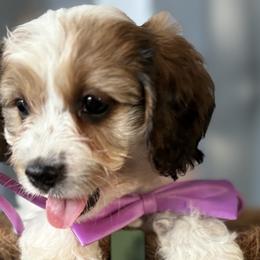 Cavapoos, Cockapoos, and Goldendoodles from That’s My Puppy